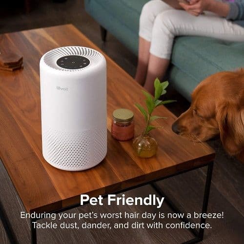 Pet Friendly